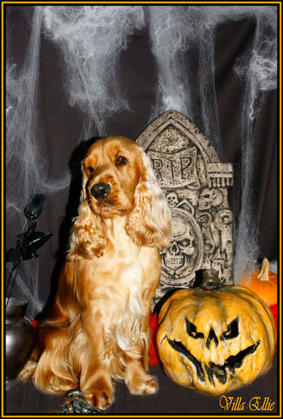 perro golden retriever de villa ellie
